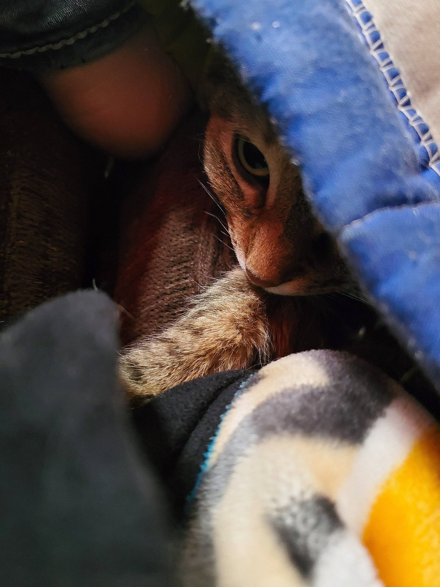Charlie joined the competition — help win amazing prizes! close_up, denim, fawn, hand, jeans, leg, nose, photography, snout