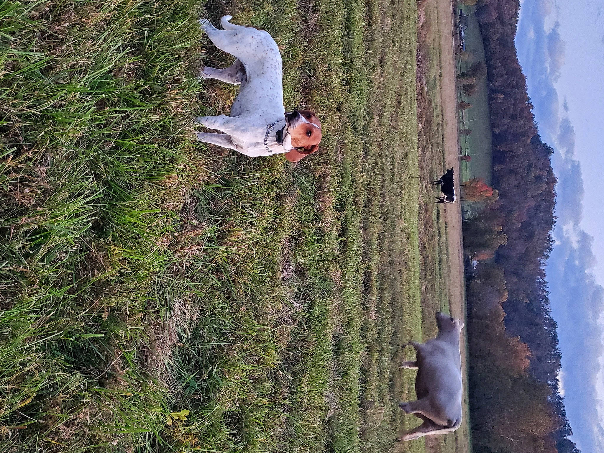 Buddy joined the competition — help win amazing prizes! adventure, bedrock, escarpment, formation, grass, hiking, klippe, landscape, leisure, mountain, outcrop, people_in_nature, plant, recreation, rock, sky, sport_climbing, terrain, tree, wood