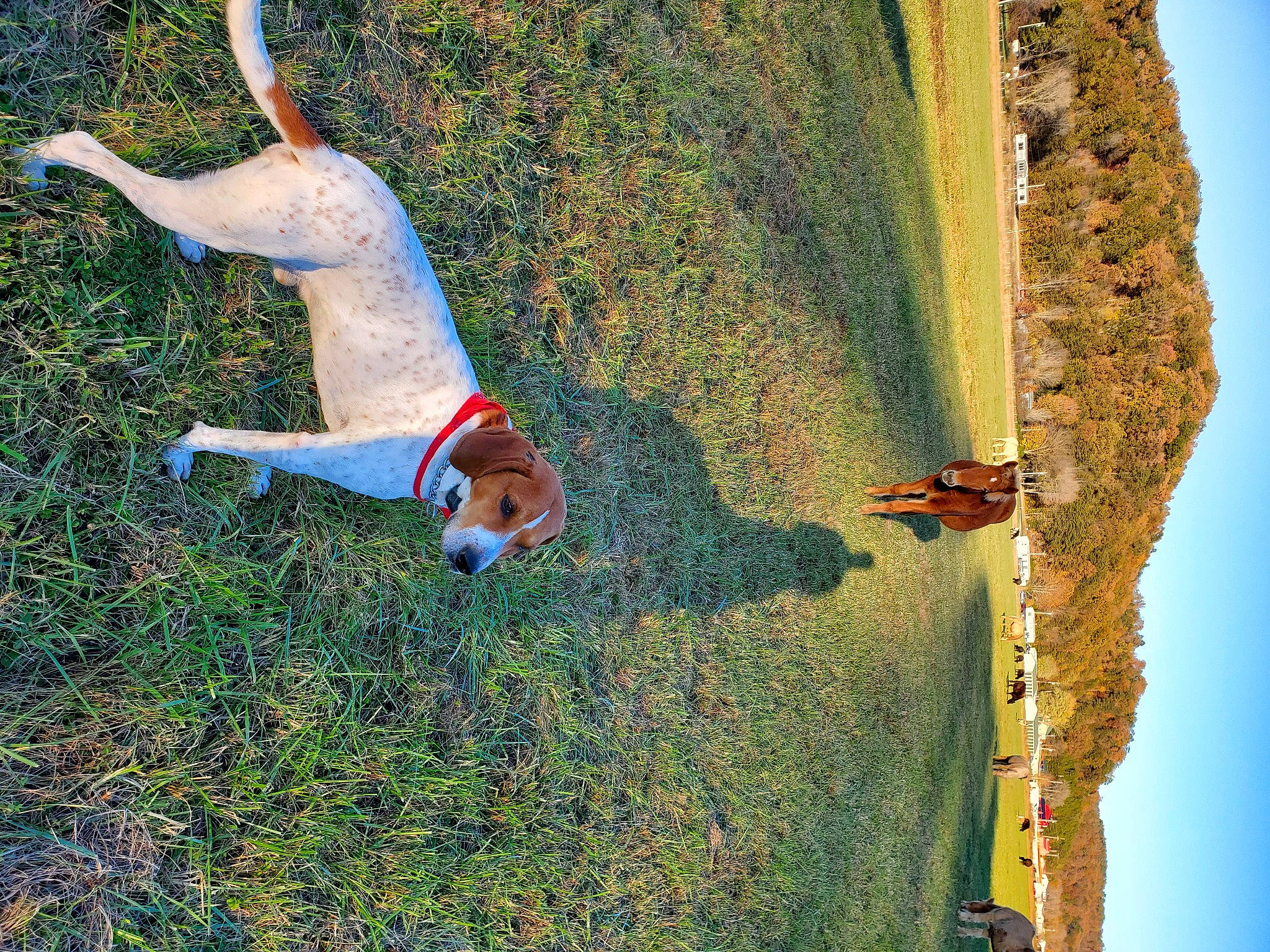 Buddy joined the competition — help win amazing prizes! carnivore, companion_dog, dog, dog_breed, ecoregion, fawn, fun, grass, green, happy, landscape, leisure, nature, people_in_nature, plant, recreation, sky, slope, tree, wood