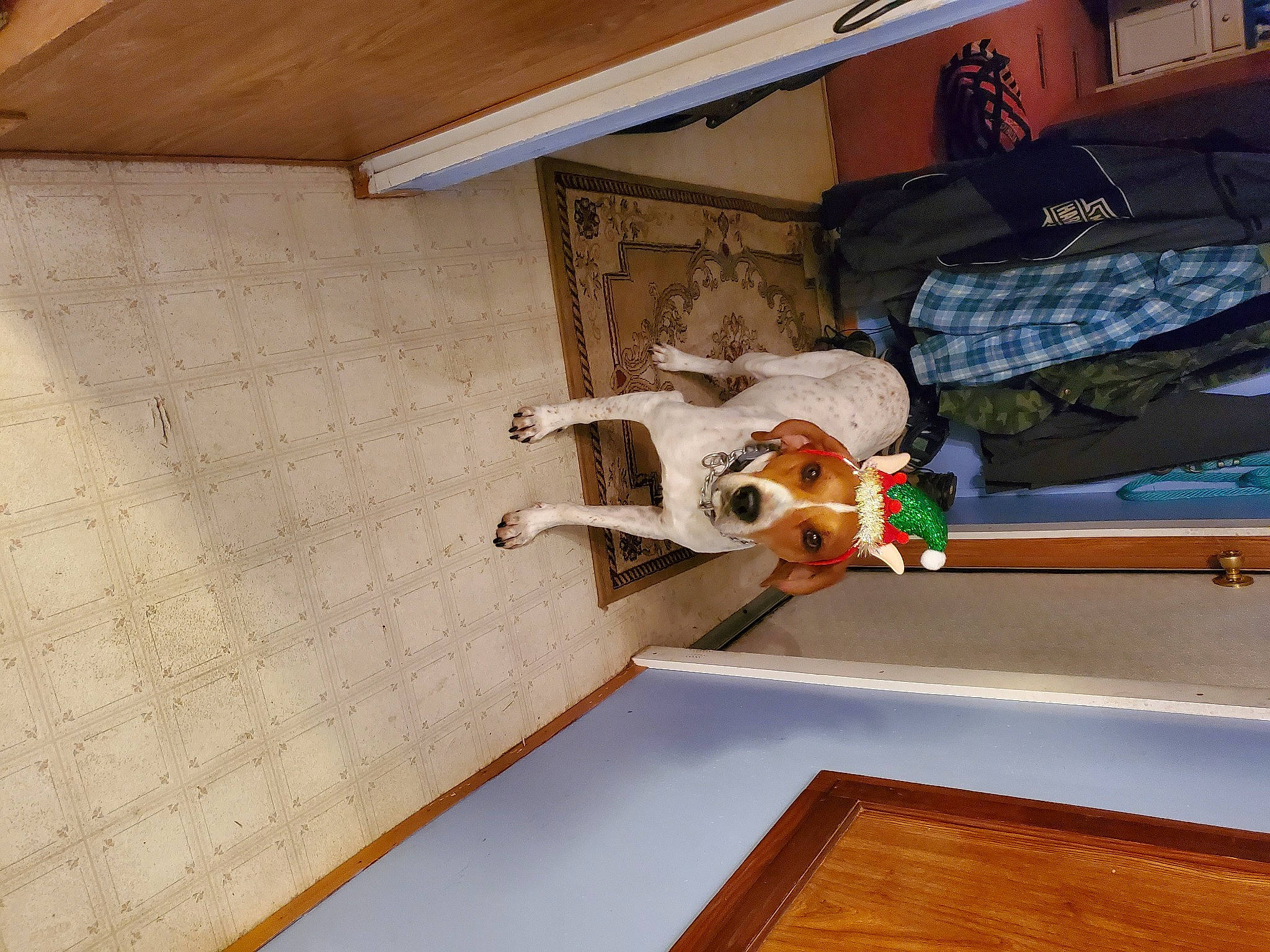 Buddy joined the competition — help win amazing prizes! ceiling, comfort, floor, flooring, hardwood, house, laminate_flooring, machine, paper_product, pattern, plywood, rectangle, room, varnish, wood, wood_flooring, wood_stain