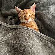 Sunshine is registered to the contest to win money with this photo: animal, blanket, cat, comfort, cozy, cute, domestic_animal, fur, gray_blanket, indoor, kitten, orange_tabby, peaceful, pet, resting, sleeping, snug, soft_texture, wrapped, young_cat