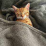 animal, blanket, cat, comfort, cozy, cute, domestic_animal, fur, gray_blanket, indoor, kitten, orange_tabby, peaceful, pet, resting, sleeping, snug, soft_texture, wrapped, young_cat
