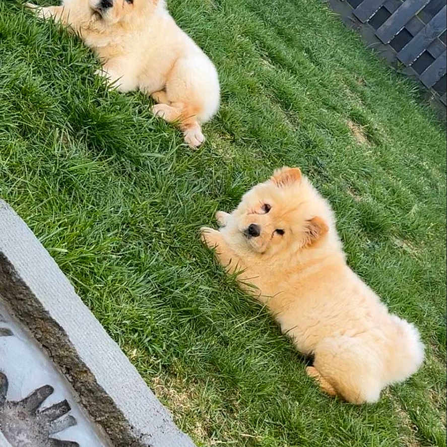 Coco And Winnie