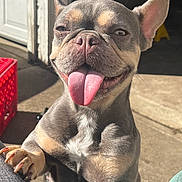 Sophie is registered to the contest to win money with this photo: dog, tongue_out, sunlight, paw, winking, cute, pet, outdoor, smiling, happy, close_up, muzzle, canine, playful, animal, companion, friend, fur, ears, expression