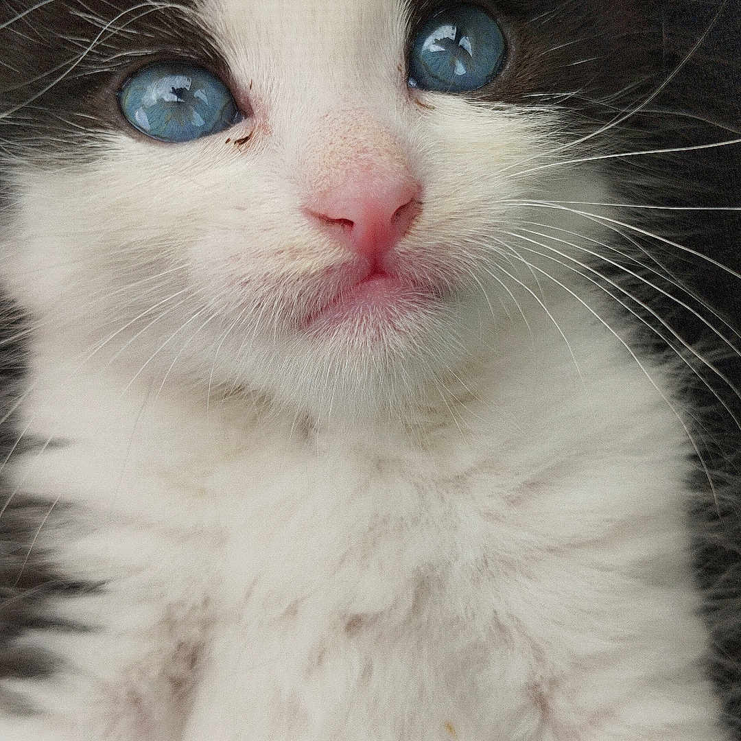 Kitty participe au concours pour gagner de l'argent avec cette photo : abyssinian, angora, animal, cat, kitten, manx, pet, siamese