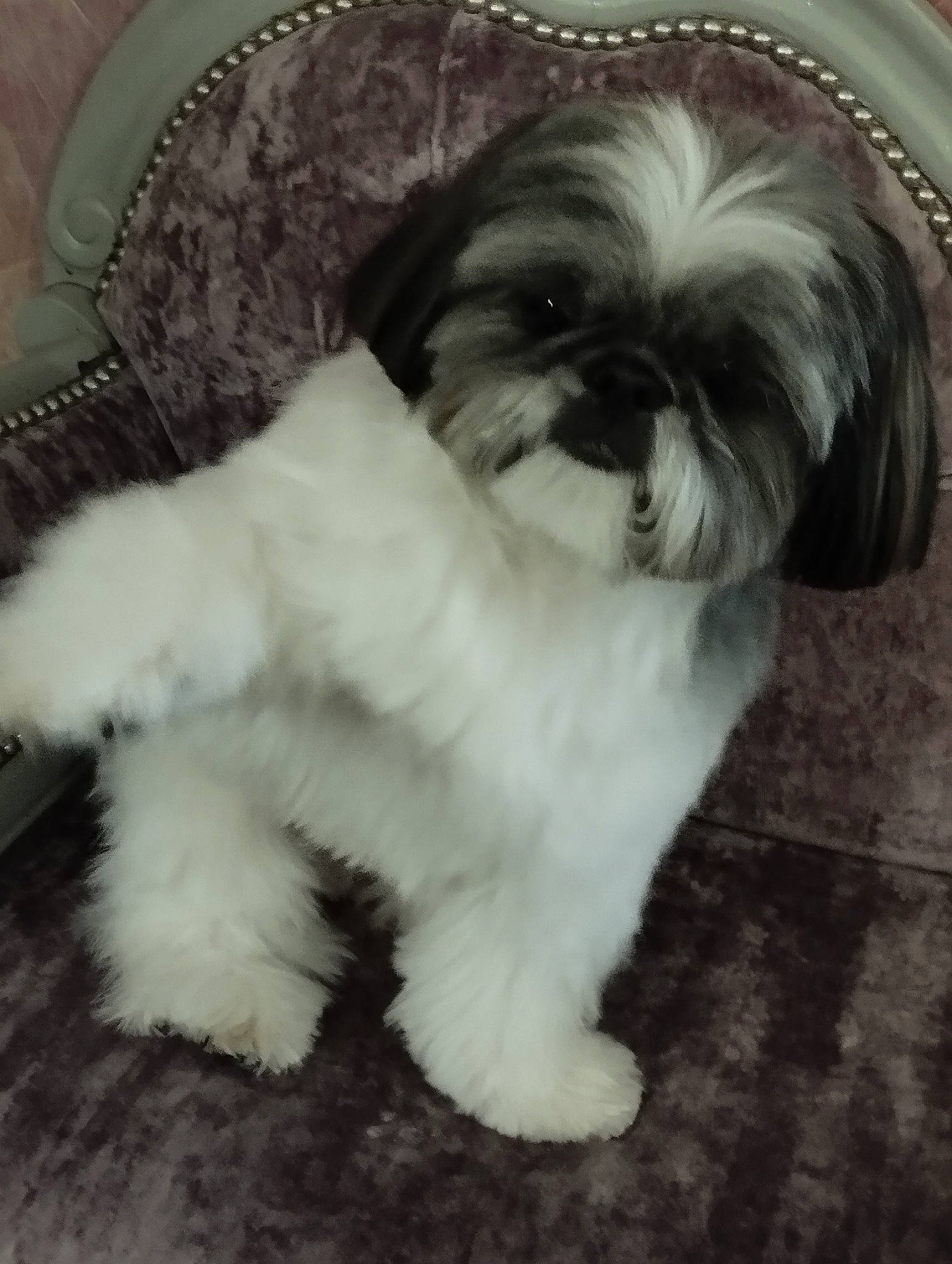 Riley participe au concours pour gagner de l'argent avec cette photo : canidae, carnivore, comfort, companion_dog, dog, dog_breed, dog_supply, fawn, fur, liver, maltepoo, shih_tzu, small_terrier, snout, sporting_group, tail, terrestrial_animal, terrier, toy_dog, working_animal