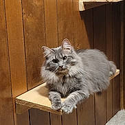 Brew is registered to the contest to win money with this photo: animal, carpet, cat, curious, cute, domestic_animal, feline, fluffy_cat, gray_cat, indoor, long_hair, looking_at_camera, paw, pet, relaxed, resting, sitting, whiskers, wood_paneling, wooden_shelf