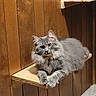 animal, carpet, cat, curious, cute, domestic_animal, feline, fluffy_cat, gray_cat, indoor, long_hair, looking_at_camera, paw, pet, relaxed, resting, sitting, whiskers, wood_paneling, wooden_shelf