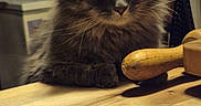 Brew is registered to the contest to win money with this photo: animal, cat, closeup, cute, domestic, ears, feline, fluffy, fur, gray_cat, household, indoor, kitchen, pet, relaxed, rolling_pin, sleepy, table, whiskers, wooden_table