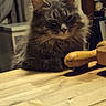 animal, cat, closeup, cute, domestic, ears, feline, fluffy, fur, gray_cat, household, indoor, kitchen, pet, relaxed, rolling_pin, sleepy, table, whiskers, wooden_table