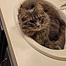 Brew joined the competition — help win amazing prizes! animal, bathroom, cat, countertop, curious, cute, domestic_cat, ears, feline, fluffy, fur, gray_cat, household, indoor, lounging, pet, relaxed, resting, sink, whiskers