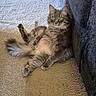 Brew joined the competition — help win amazing prizes! animal, carpet, cat, couch, cozy, cute, domestic_cat, feline, fluffy, fur, gray_cat, home, indoor, looking_at_camera, lying_down, pet, relaxed, tail, whiskers, yellow_eyes