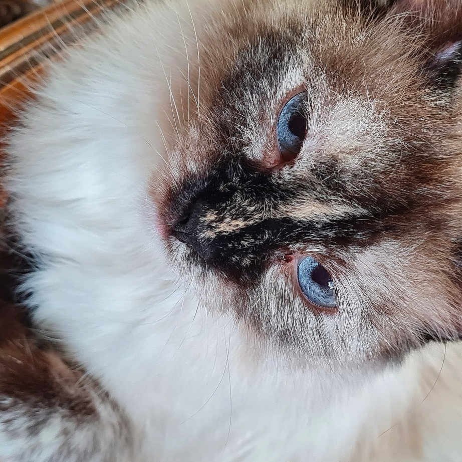 Perle