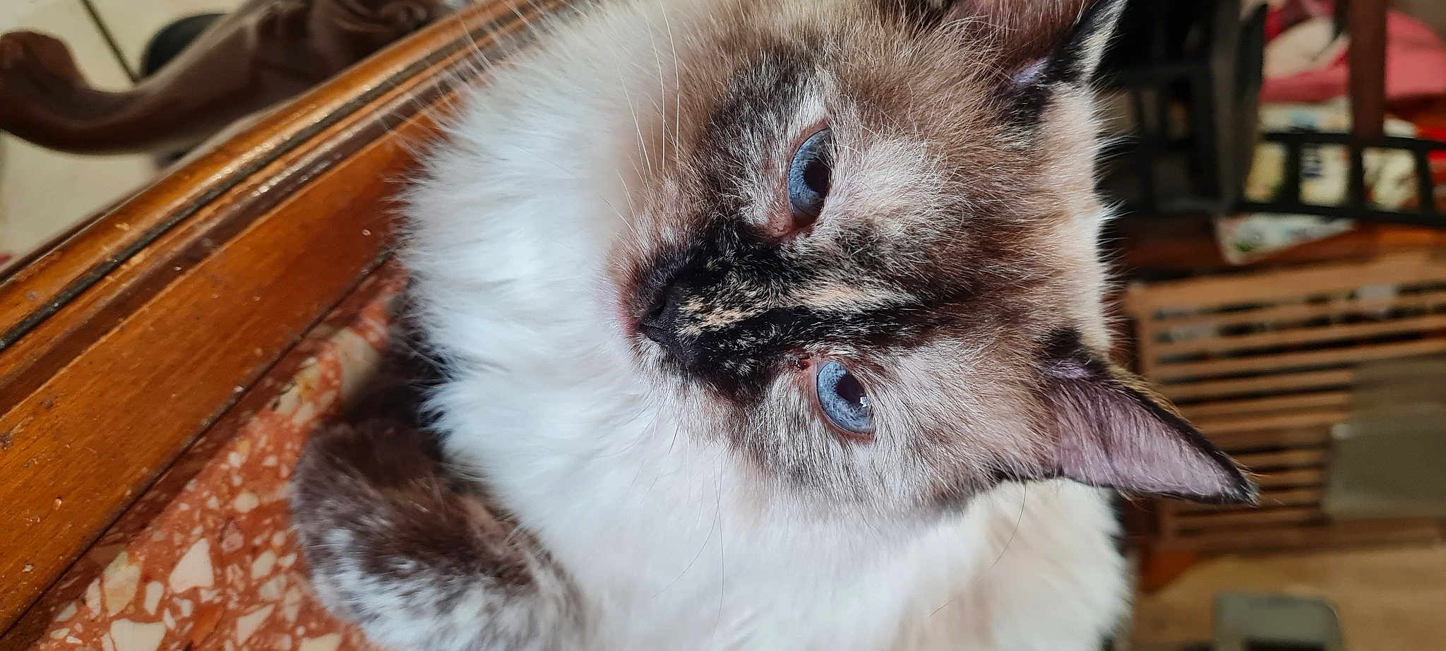 Perle