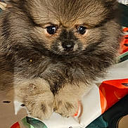 Aramis a rejoint le concours — aidez-le/la à gagner de superbes lots ! puppy, dog, pomeranian, fluffy, fur, cute, pet, animal, small, young, eyes, paws, resting, indoors, soft, brown, black, adorable, face, portrait