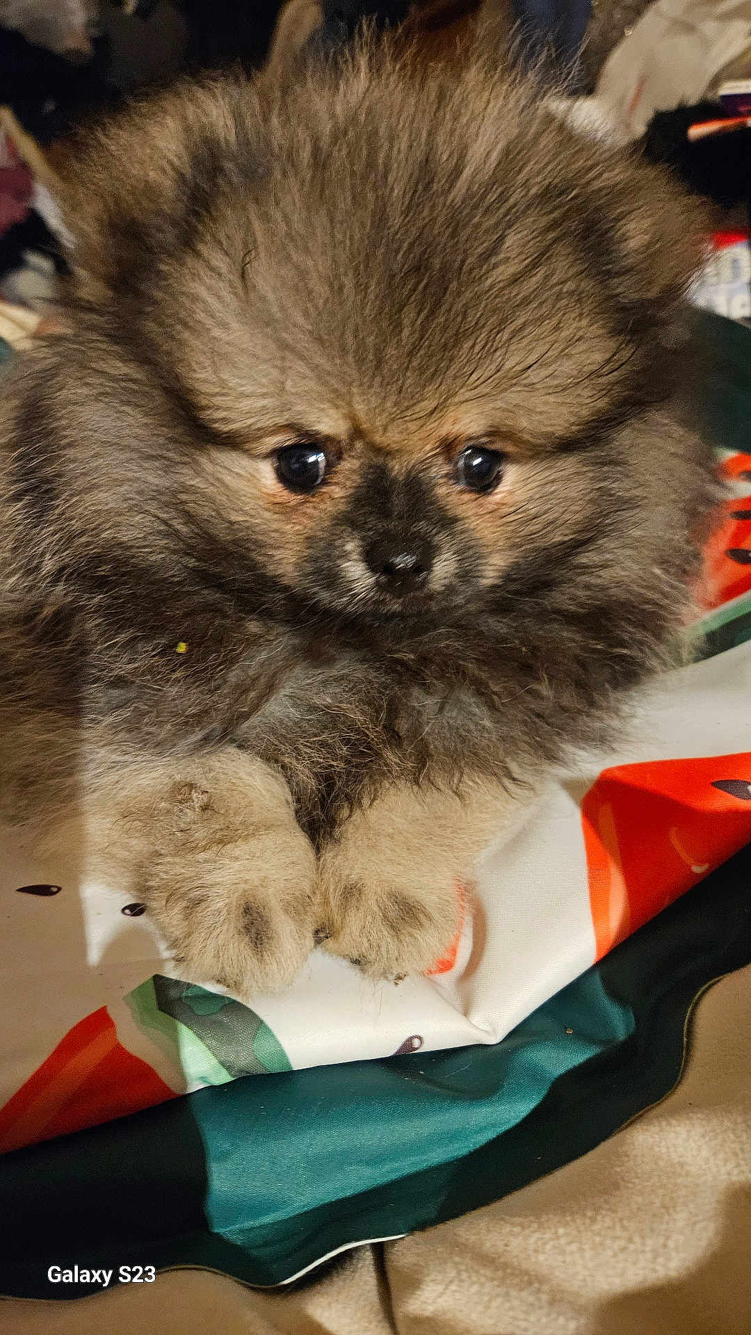 Aramis a rejoint le concours — aidez-le/la à gagner de superbes lots ! puppy, dog, pomeranian, fluffy, fur, cute, pet, animal, small, young, eyes, paws, resting, indoors, soft, brown, black, adorable, face, portrait