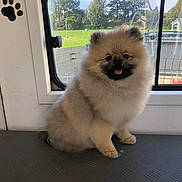 Philippe Simon a rejoint le concours — aidez-le/la à gagner de superbes lots ! animal, cute, daylight, dog, fluffy, fur, greenery, happy, indoor, park, paw_print, pet, pomeranian, puppy, sitting, small_dog, smile, tongue_out, vehicle_interior, window