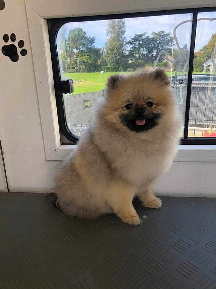 Philippe Simon a rejoint le concours — aidez-le/la à gagner de superbes lots ! animal, cute, daylight, dog, fluffy, fur, greenery, happy, indoor, park, paw_print, pet, pomeranian, puppy, sitting, small_dog, smile, tongue_out, vehicle_interior, window