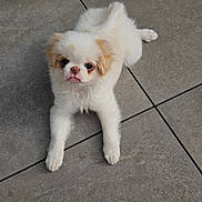 Bakoly a rejoint le concours — aidez-le/la à gagner de superbes lots ! adorable, animal, canine, companion, cute, dog, expression, floor, fluffy, fur, looking_up, lying_down, outdoor, pet, puppy, small_dog, tan_patches, tile, white, young_dog