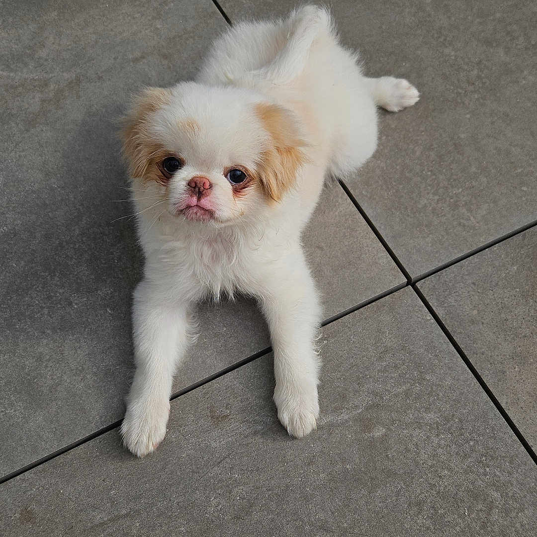 Bakoly a rejoint le concours — aidez-le/la à gagner de superbes lots ! adorable, animal, canine, companion, cute, dog, expression, floor, fluffy, fur, looking_up, lying_down, outdoor, pet, puppy, small_dog, tan_patches, tile, white, young_dog