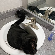 Zak is registered to the contest to win money with this photo: black_cat, cat, sink, bathroom, countertop, faucet, mirror, pet, animal, domestic_cat, indoor, curled_up, tail, resting, gray_countertop, reflection, whiskers, yellow_eyes, playful, cute
