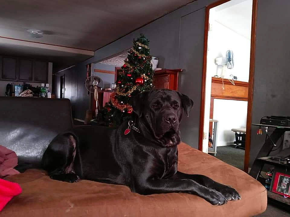 Debo is registered to the contest to win money with this photo: bookcase, carnivore, christmas_ornament, christmas_tree, comfort, companion_dog, couch, dog, dog_breed, fawn, floor, flooring, furniture, holiday_ornament, interior_design, living_room, ornament, picture_frame, tints_and_shades, wood