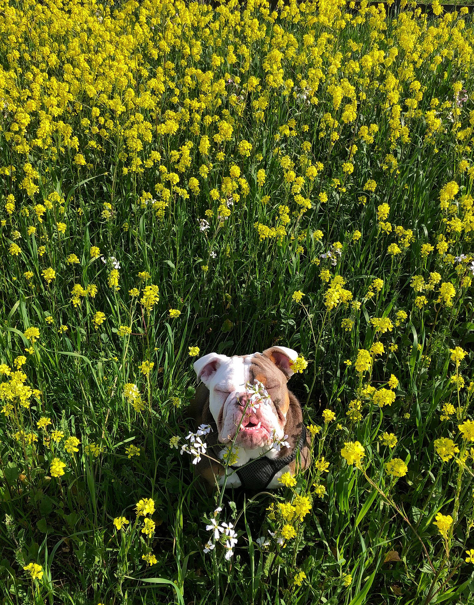 Humphrey is registered to the contest to win money with this photo: brassica_rapa, canidae, canola, carnivore, dog, fawn, flower, flowering_plant, grass, meadow, mustard, mustard_and_cabbage_family, mustard_plant, plant, prairie, rapeseed, sporting_group, spring, wildflower, yellow