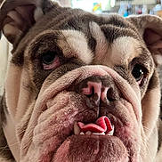 Maybel is registered to the contest to win money with this photo: dog, bulldog, close_up, pet, tongue, wrinkles, face, animal, cute, indoor, expression, fur, nose, ears, teeth, portrait, muzzle, domestic_animal, companion, looking