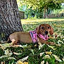 Asta a rejoint le concours — aidez-le/la à gagner de superbes lots ! dog, puppy, pink_harness, grass, tree, leaves, outdoor, sunlight, tongue_out, canine, pet, nature, playful, resting, summer, park, brown_dog, animal, young_dog, shade