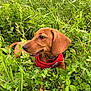 dog, puppy, dachshund, red_harness, grass, clover, greenery, outdoor, nature, pet, animal, canine, fur, ears, snout, collar, leaf, plant, summer, daylight