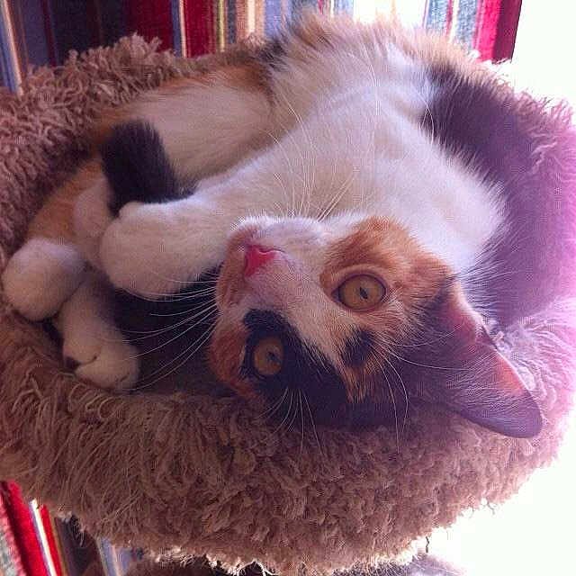 Yumi