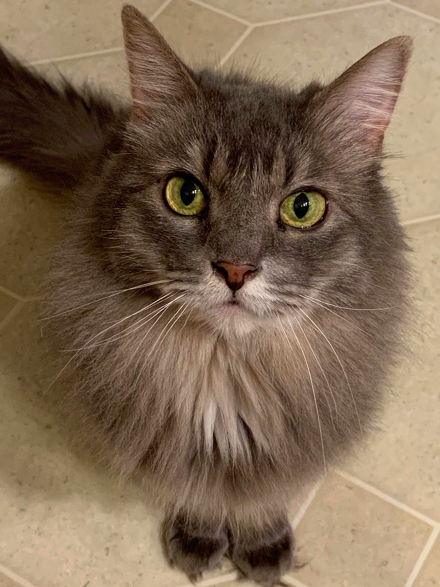 Bella
