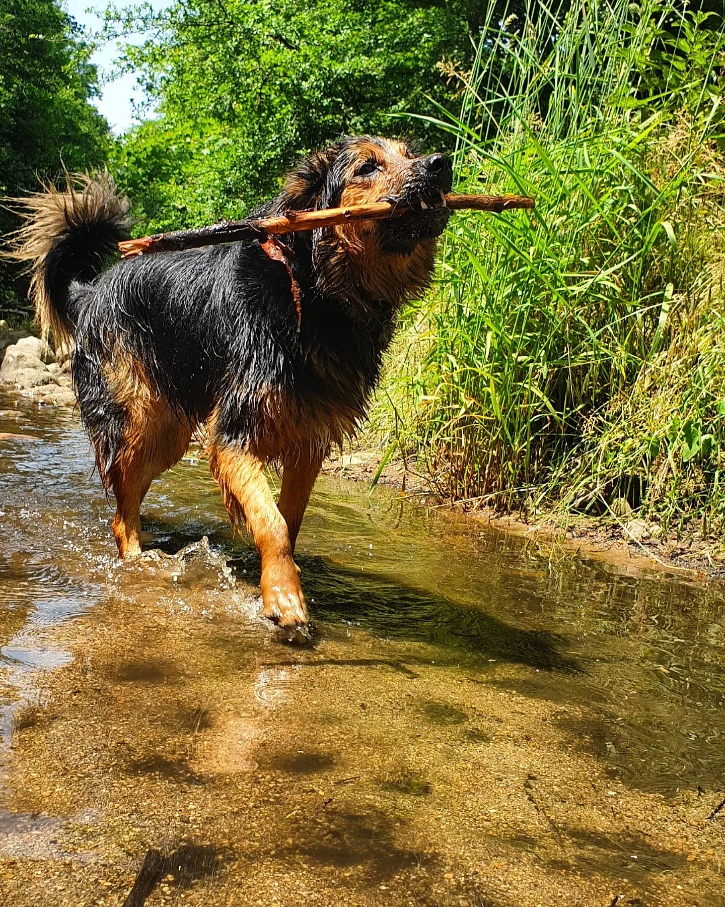 Snow a rejoint le concours — aidez-le/la à gagner de superbes lots ! canidae, carnivore, companion_dog, dog, dog_breed, grass, plant, soil, sporting_group, tail, terrestrial_animal, terrestrial_plant, tree, watercourse, working_animal, working_dog