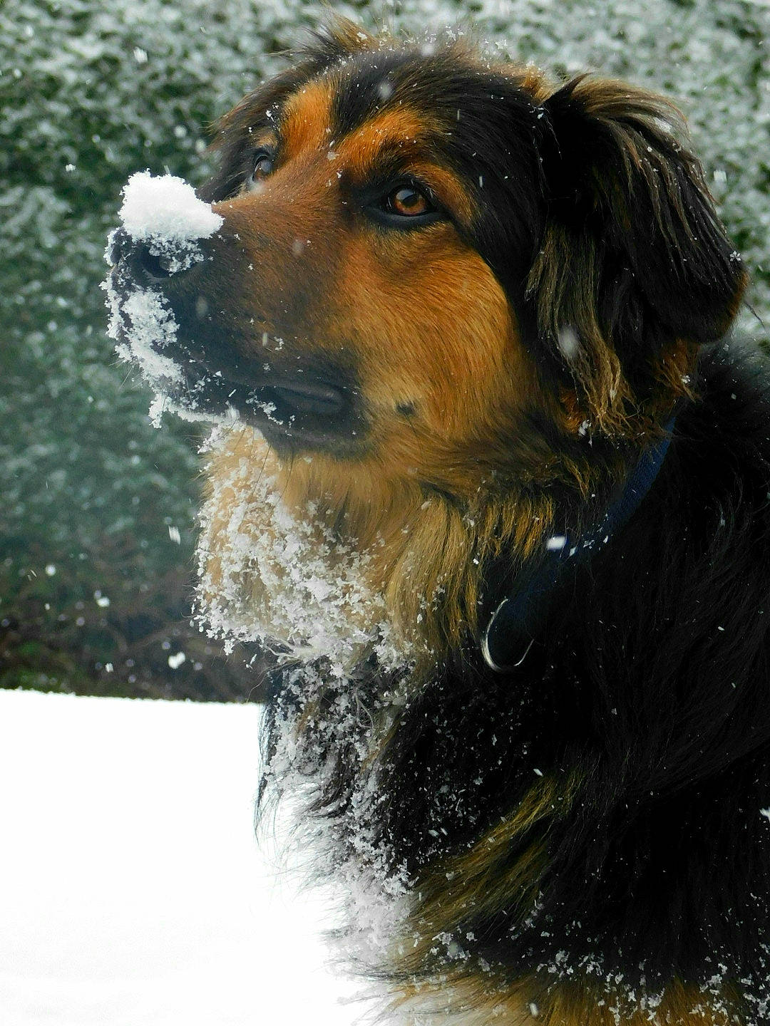 Snow participe au concours pour gagner de l'argent avec cette photo : canidae, carnivore, companion_dog, dog, dog_breed, fawn, fur, grass, hunting_dog, liver, snout, snow, sporting_group, terrestrial_animal, winter, working_animal, working_dog