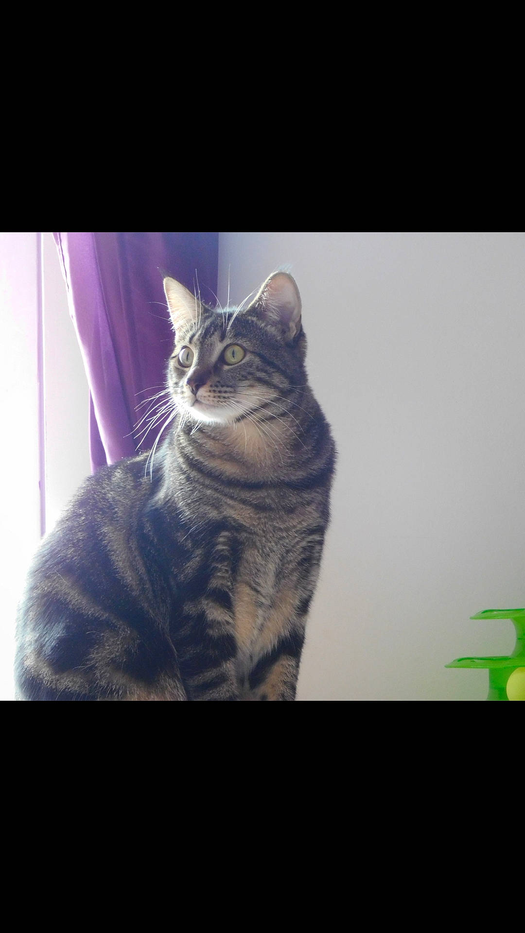 Minouche participe au concours pour gagner de l'argent avec cette photo : american_shorthair, american_wirehair, asian, california_spangled, carnivore, cat, domestic_short_haired_cat, dragon_li, egyptian_mau, european_shorthair, eye, felidae, fur, kitten, mammal, sky, small_to_medium_sized_cats, snout, tabby_cat, whiskers