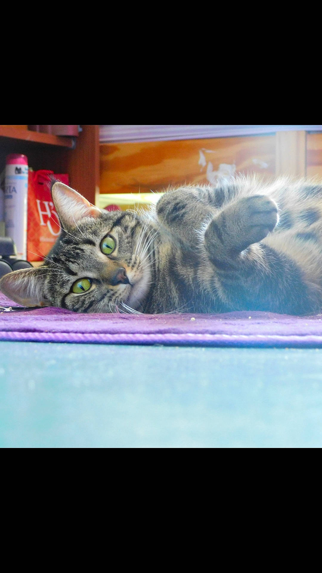 Minouche participe au concours pour gagner de l'argent avec cette photo : american_shorthair, asian, california_spangled, carnivore, cat, domestic_short_haired_cat, dragon_li, european_shorthair, felidae, kitten, paw, small_to_medium_sized_cats, snout, tabby_cat, whiskers