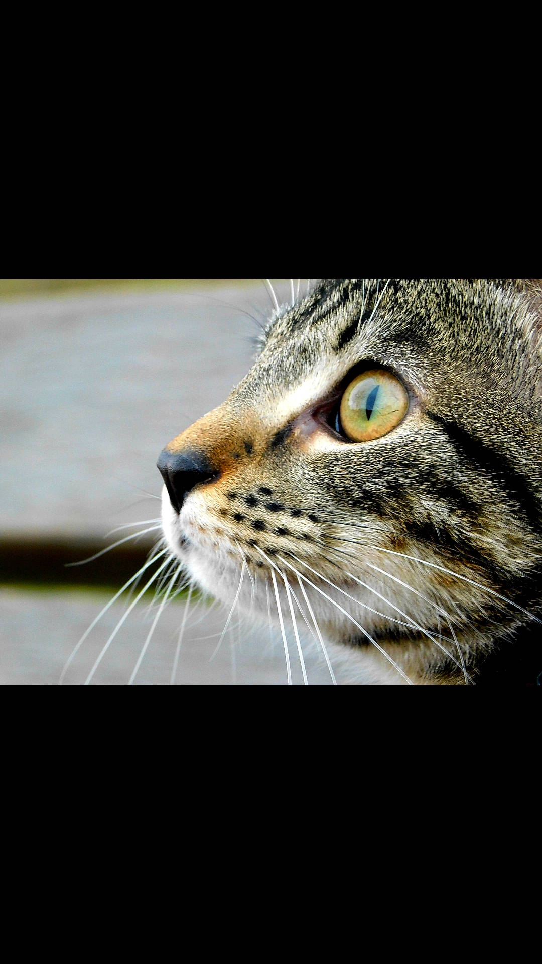 Minouche participe au concours pour gagner de l'argent avec cette photo : aegean_cat, american_shorthair, american_wirehair, asian, bengal, carnivore, cat, close_up, domestic_short_haired_cat, dragon_li, european_shorthair, eye, felidae, mammal, nose, organism, small_to_medium_sized_cats, snout, tabby_cat, whiskers