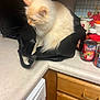 cat, cream_colored, black_bag, kitchen_countertop, canned_goods, kitchen, domestic_cat, curious, feline, household, indoor, pet, fur, whiskers, tail, wooden_cabinet, appliance, food, container, curled_up