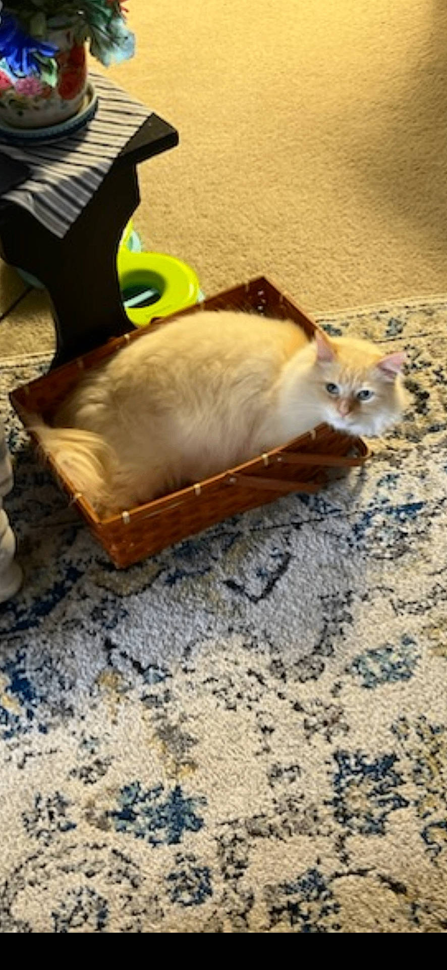 animal, basket, blue_eyes, carpet, cat, cozy, curious, cute, domestic, flower, fluffy, fur, furniture, home, indoor, light, pet, resting, table, wooden
