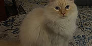Casper joined the competition — help win amazing prizes! animal, blue_eyes, box, calm, carpet, cat, chair, cozy, cream_colored, floor, fluffy, foot, furniture, home, indoor, living_room, pet, quiet, rug, vintage