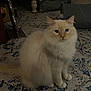 cat, indoor, fluffy, cream_colored, blue_eyes, carpet, rug, furniture, chair, box, vintage, foot, cozy, pet, animal, floor, living_room, quiet, calm, home
