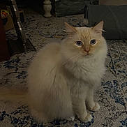 Casper joined the competition — help win amazing prizes! cat, indoor, fluffy, cream_colored, blue_eyes, carpet, rug, furniture, chair, box, vintage, foot, cozy, pet, animal, floor, living_room, quiet, calm, home