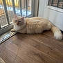 cat, fluffy, cream_colored, blue_eyes, wooden_floor, glass_door, metal_bars, indoor, natural_light, relaxed, pet, animal, feline, laying_down, domestic_cat, home, window, tail, quiet, peaceful