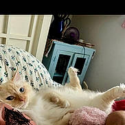 Casper joined the competition — help win amazing prizes! animal, cabinet, cat, comfortable, cozy, cream_colored, curious, cute, domestic, fluffy, furniture, home, indoor, living_room, paw_raised, pet, pillow, relaxed, resting, soft