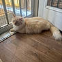 cat, fluffy, cream_colored, blue_eyes, indoor, wooden_floor, glass_door, metal_grid, natural_light, relaxed, pet, animal, feline, window, sunlight, domestic_cat, resting, long_hair, tail, home