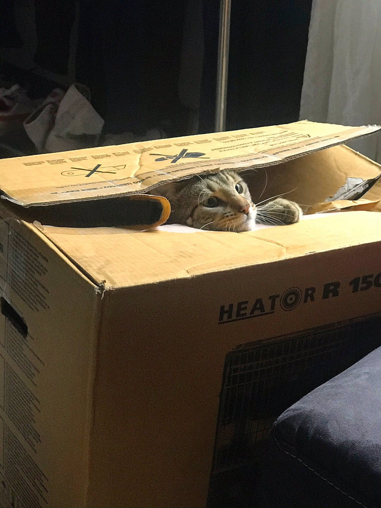 Bouh a rejoint le concours — aidez-le/la à gagner de superbes lots ! automotive_design, box, cardboard, carnivore, carton, cat, comfort, eyewear, felidae, flooring, font, fur, hardwood, linens, packaging_and_labeling, packing_materials, shipping_box, small_to_medium_sized_cats, whiskers, wood