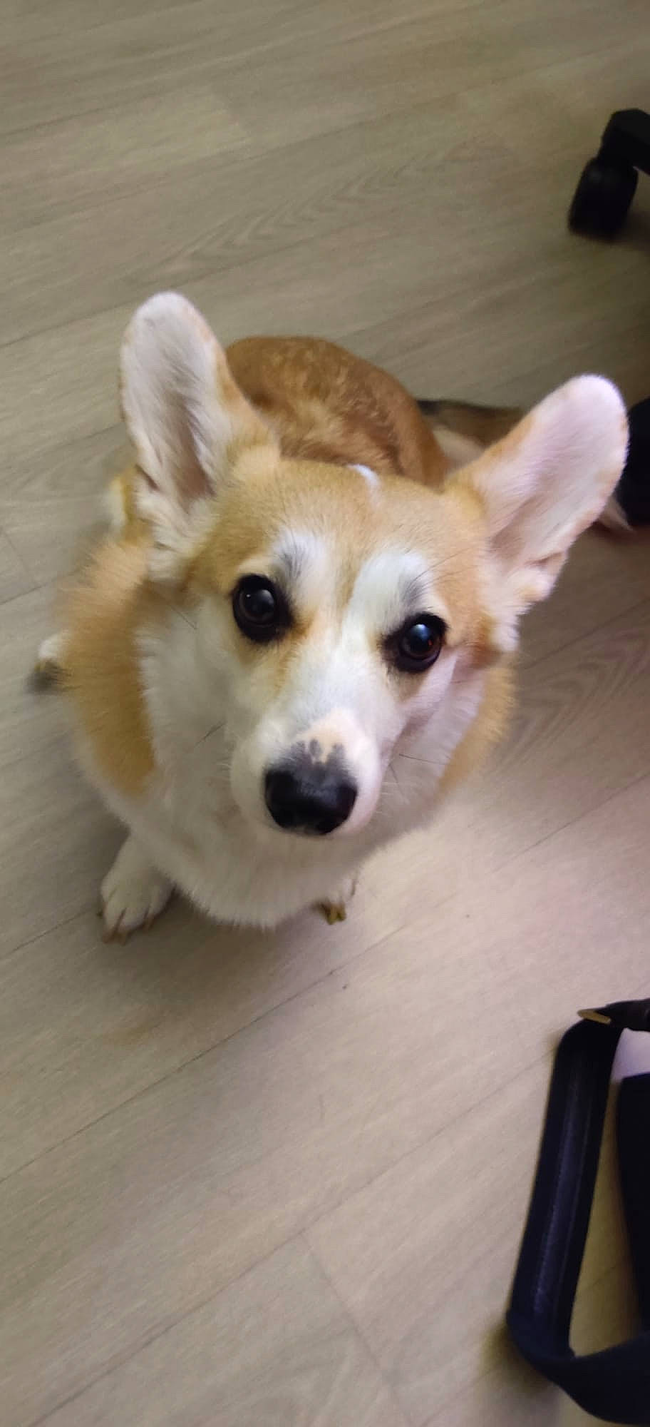 Ripley participe au concours pour gagner de l'argent avec cette photo : canidae, carnivore, companion_dog, dog, dog_breed, dog_supply, ear, fawn, flooring, fur, hardwood, paw, snout, sporting_group, tail, terrestrial_animal, toy_dog, whiskers, wood, working_animal