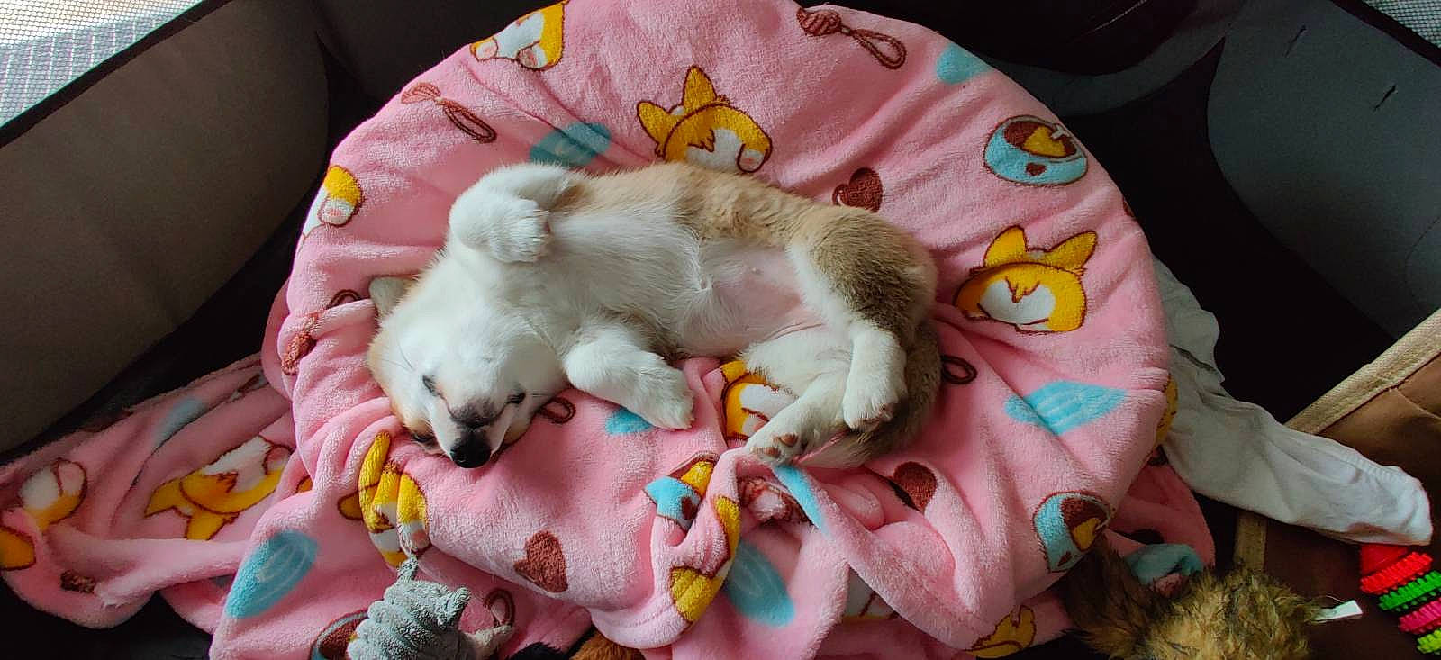 Ripley a rejoint le concours — aidez-le/la à gagner de superbes lots ! comfort, companion_dog, corgi_chihuahua, dog, dog_breed, dog_supply, fawn, felidae, fur, linens, nap, paw, pink, small_to_medium_sized_cats, stuffed_toy, tail, textile, toy, toy_dog, working_animal