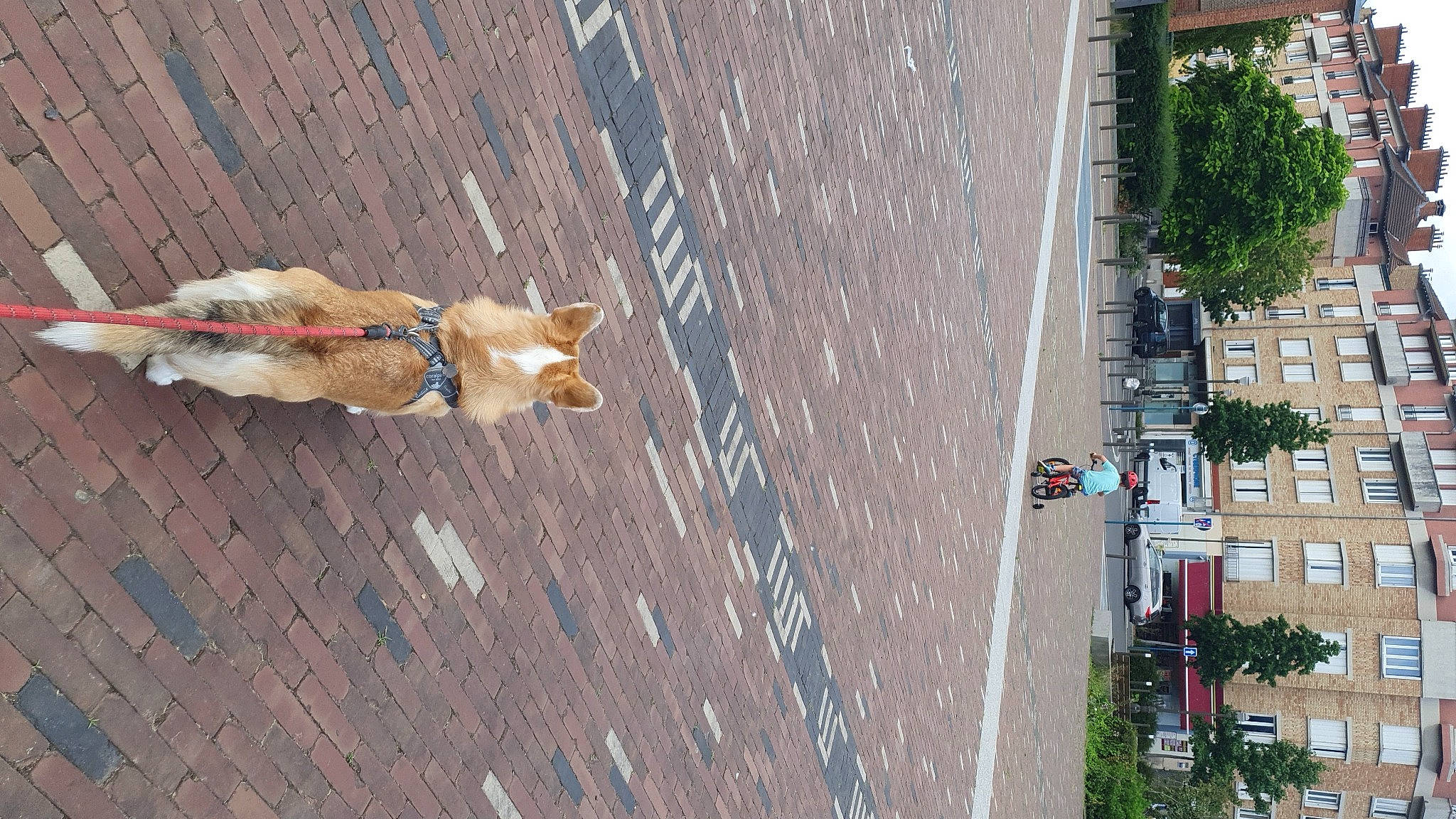 Ripley participe au concours pour gagner de l'argent avec cette photo : asphalt, building, car, carnivore, city, facade, fawn, mixed_use, pedestrian, plant, recreation, road, road_surface, shadow, sidewalk, street, tree, urban_design, window, wood