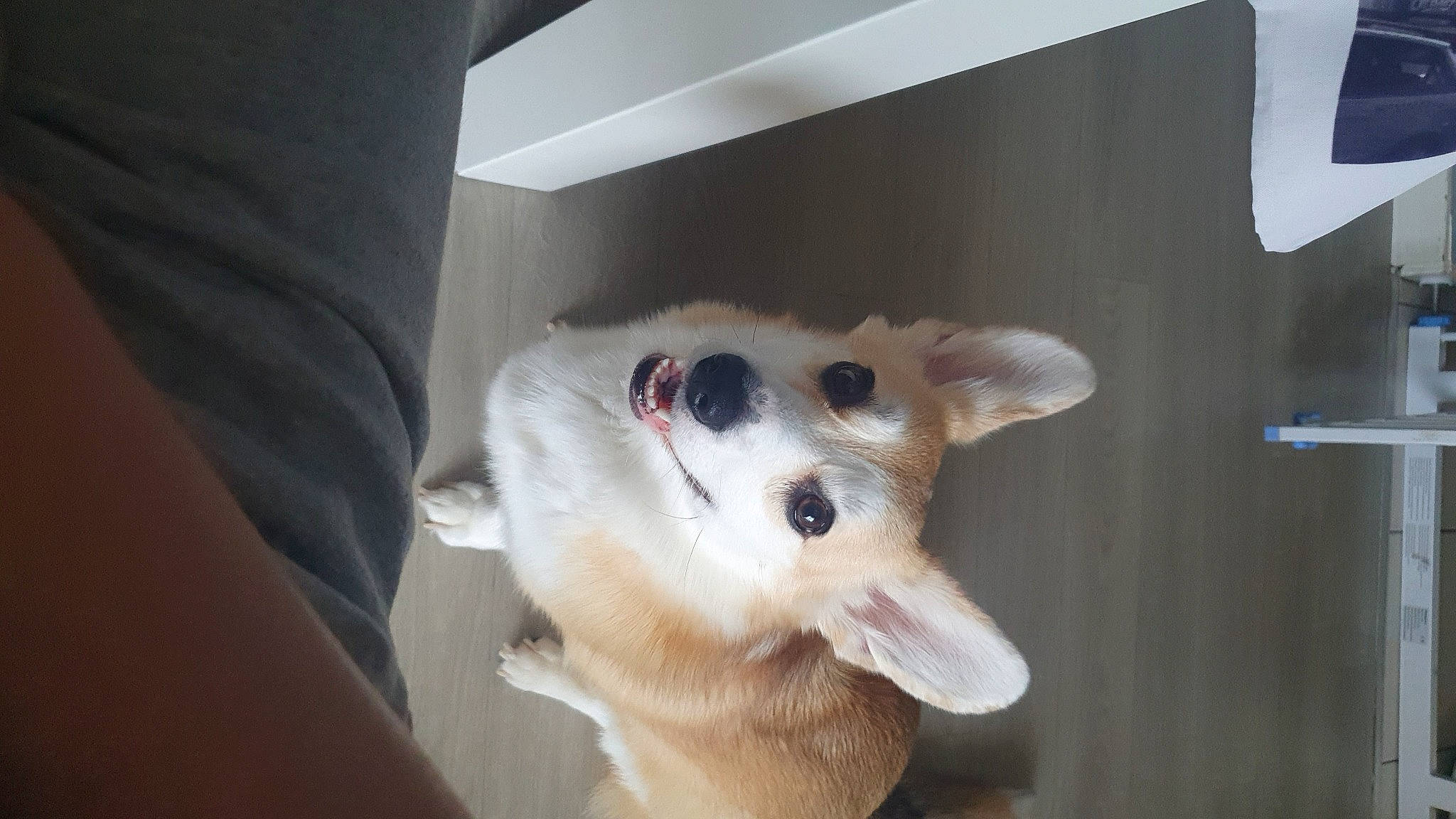 Ripley participe au concours pour gagner de l'argent avec cette photo : canidae, carnivore, collar, companion_dog, dog, dog_breed, fang, fawn, felidae, fur, non_sporting_group, samoyed, small_to_medium_sized_cats, snout, spitz, sporting_group, whiskers, working_animal